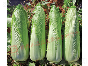 ��ѿ�B��-����1̖-��ײ˷N��-�¸߷N�I(y��)