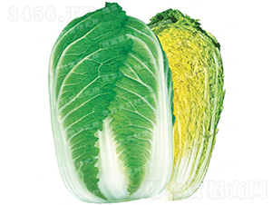 �����[���ײ�-CR143-��ײ˷N��-�¸߷N�I(y��)