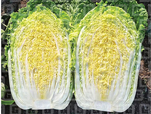 �����[�����ײ�-�¸�A126-��ײ˷N��-�¸߷N�I(y��)