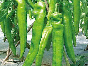 ����7261-�����N��-����