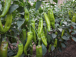 �ʽ���7208-�����N��-����