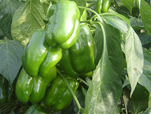 ̫�ս����F-�����N��-����