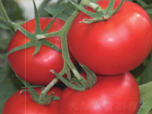 �ѵ�-���ѷN��-����