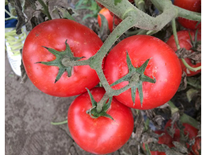 CNUS501F1-�������L���ѷN��-�A���N��