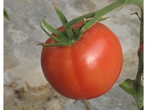 CNUS905F1-�������L���ѷN��-�A���N��