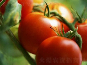 T1202F1-�������L���ѷN��-�A���N��