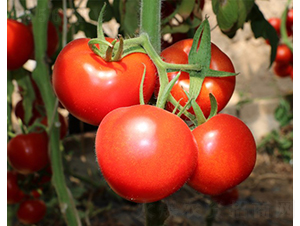 CNUSD1415-1-�������L���ѷN��-�A���N��