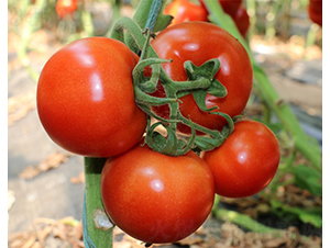 D1415-3-�������L���ѷN��-�A���N��