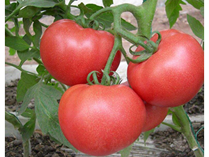 CNUS1617-21-�������L���ѷN��-�A���N��