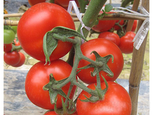 CNUS1617-17-�������L���ѷN��-�A���N��