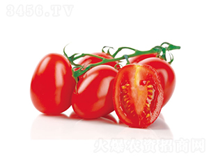 ��˹-ʥŮ���N��-�c�l(f��)��ʢ