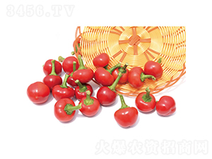 ���2̖-���콷�N��-�c�l(f��)��ʢ