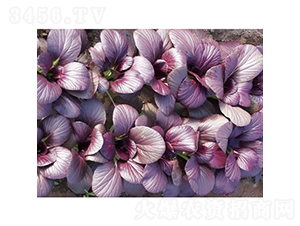 �t�@-С�ײ˷N��-�c�l(f��)��ʢ