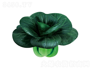 �K����-С�ײ˷N��-�c�l(f��)��ʢ