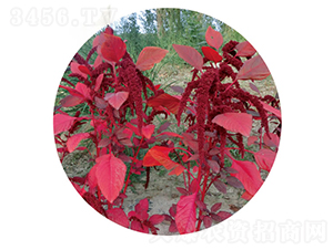 �t��-�{�˷N��-�c�l(f��)��ʢ