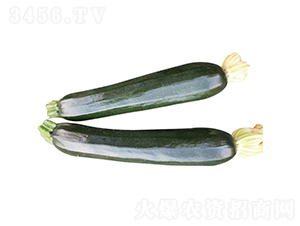 ����-�����J�N��-�c�l(f��)��ʢ