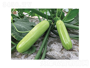 �G����-�����J�N��-�c�l(f��)��ʢ