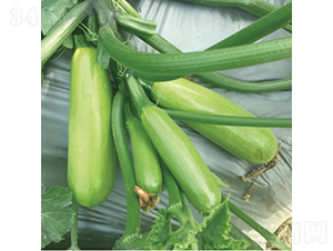 �GС��-�����J�N��-�c�l(f��)��ʢ