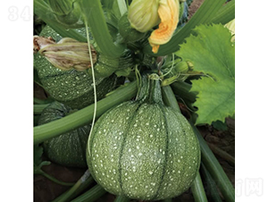 ����-�����J�N��-�c�l(f��)��ʢ