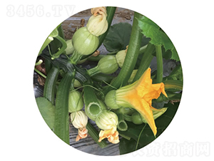 С�޵�-�����J�N��-�c�l(f��)��ʢ