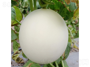 ��ɳ��-��ϷN��-�c�l(f��)��ʢ