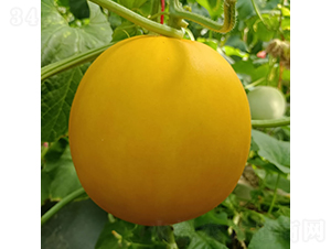 �tɯ��-��ϷN��-�c�l(f��)��ʢ