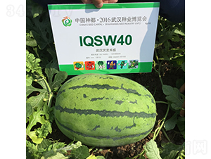 �c��3̖(h��o)-���ϷN��-�c�l(f��)��ʢ