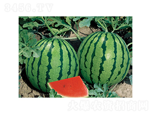 ����-���ϷN��-�c�l(f��)��ʢ