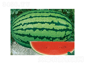 �c��2̖-���ϷN��-�c�l(f��)��ʢ