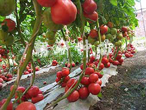 ����ʥ��-���ѷN��-���зN��