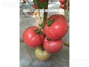 ����C919-2-���ѷN��-���зN��