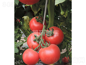 ����C969-���ѷN��-���зN��