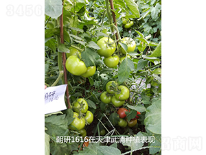 ����1616-���ѷN��-���зN��