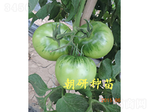 ���з���-���ѷN��-���зN��