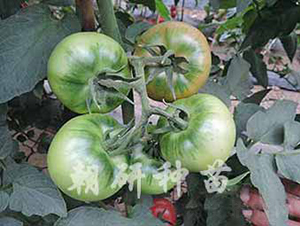 ���s202-���ѷN��-���зN��