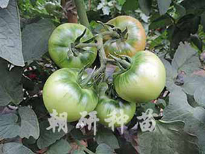 ����216C-���ѷN��-���зN��