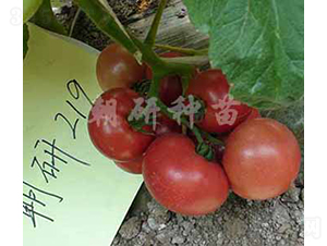 ����219-���ѷN��-���зN��