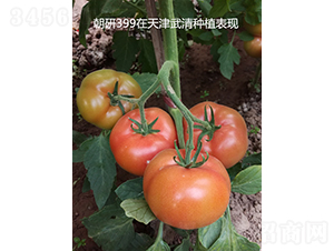 ����399-���ѷN��-���зN��