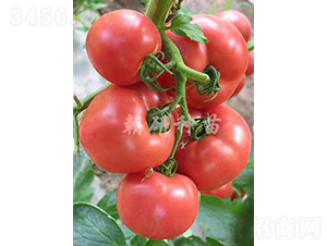 ����299-���ѷN��-���зN��