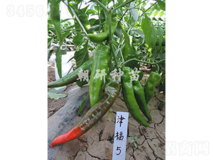 ��5-�����N��-���зN��