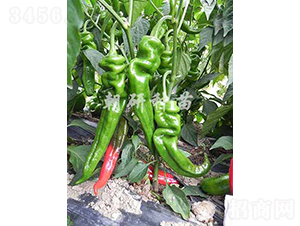 ��23-5-�����N��-���зN��