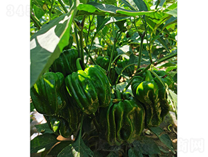 ����һ̖����-�����N��-���зN��