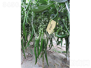 ��819-�����N��-���зN��