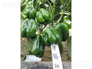 ��20-�𽷷N��-���зN��