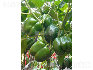 ��36-�𽷷N��-���зN��