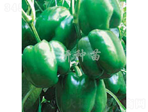 ��16̖-�𽷷N��-���зN��