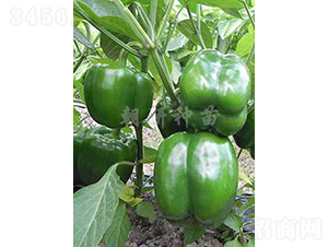 ��44-�𽷷N��-���зN��