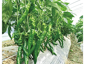 ����019-�����N��-���շN��