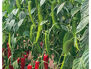 �Z��122-�����N��-���շN��