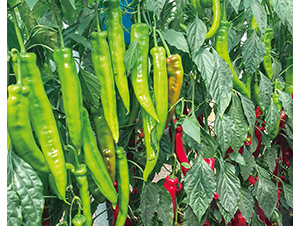 �Z��101-�����N��-���շN��